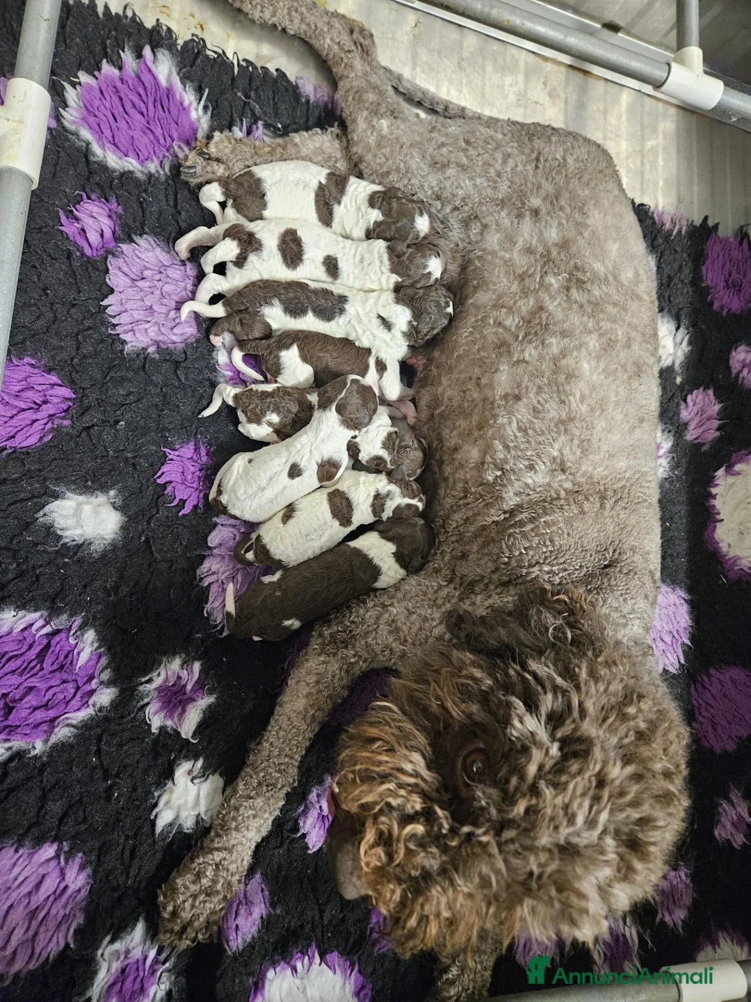 Lagotto cani in vendita: Cucciolo lagotto romagnolo  - Annuncio 1
