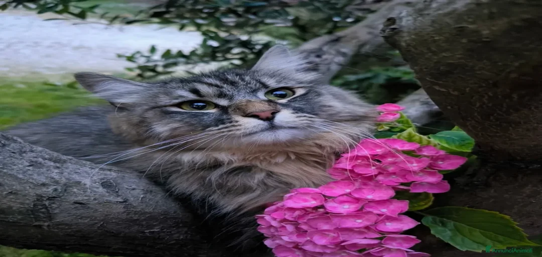 Immagine della galleria {{count}}