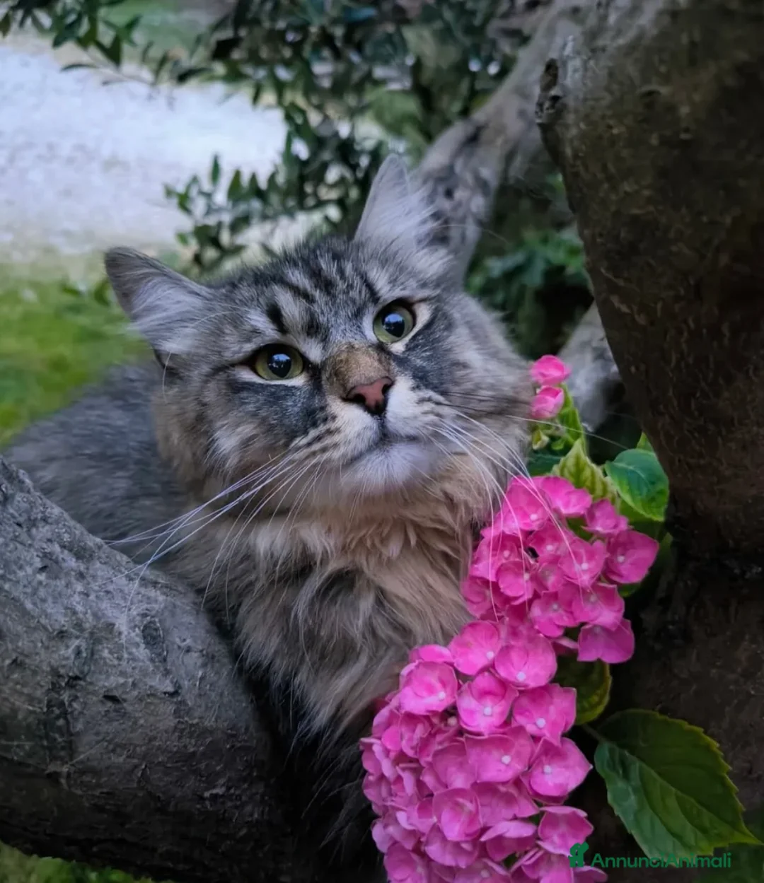 Immagine della galleria {{count}}