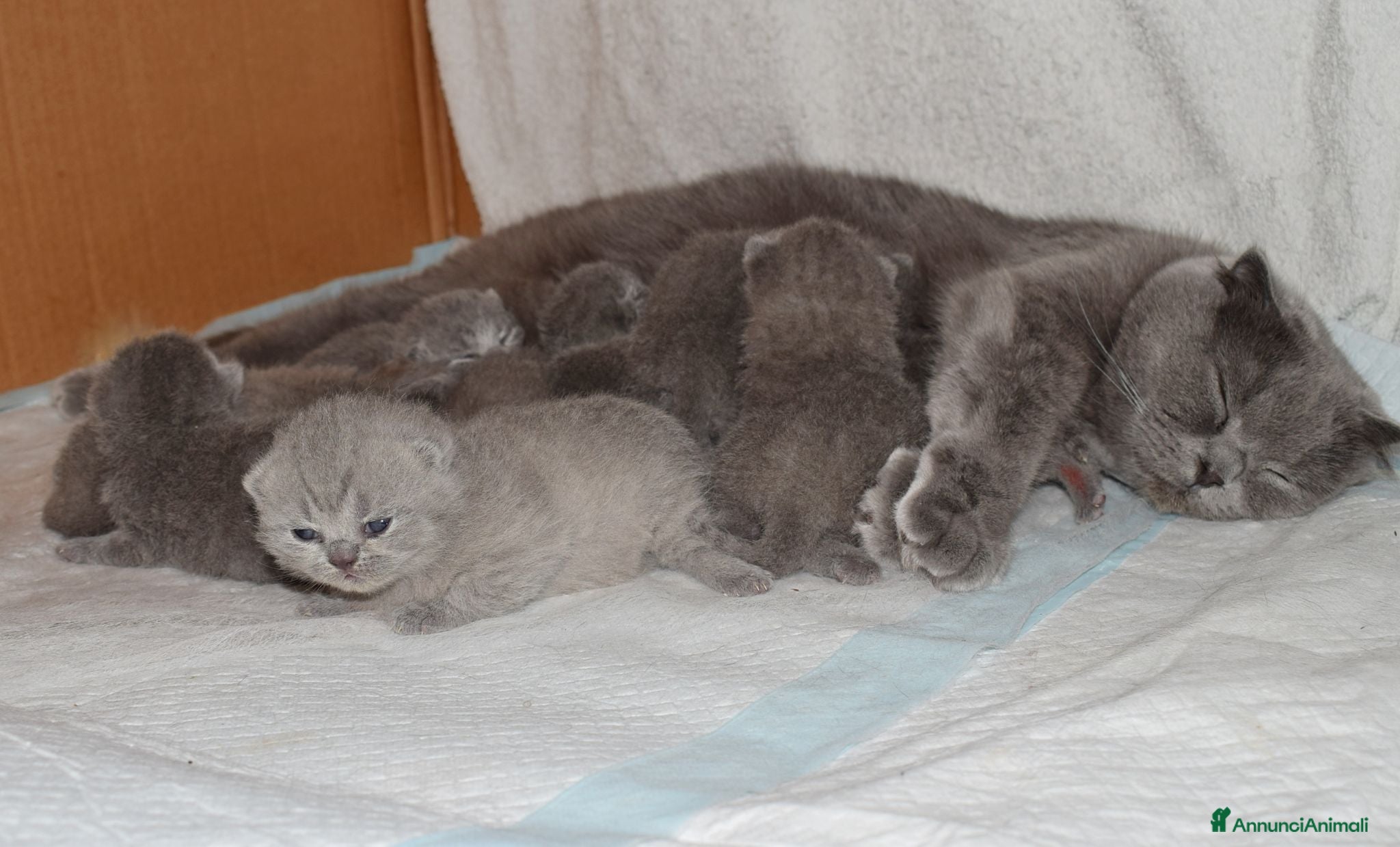 Scottish gatti Scottish Fold e Straight con pedigree - Annuncio 14