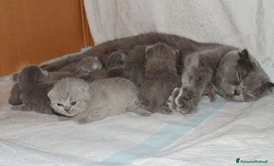 Scottish gatti in vendita: Scottish Fold e Straight con pedigree - Annuncio 2