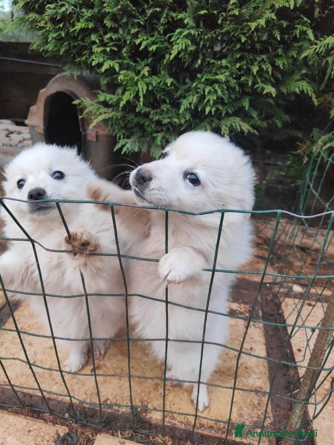 Volpino Italiano cani in vendita: volpino maschio nato 11 novembre 2025, volpini ita - Annuncio 4