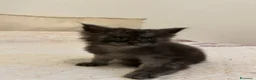 Maine Coon gatti in vendita: Maine Coon maschio pedigree Anfi - Annuncio 23