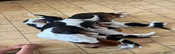 Bassethound cani in vendita: Cucciolata Bassethound  a Città metropolitana di Milano - Annuncio 9