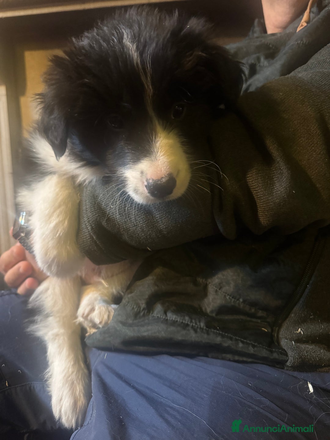 Border Collie cani in vendita: Border collie cuccioli con pedigree - Annuncio 4