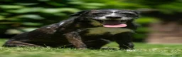 Meticcio cani in regalo: SASHA ENNESIMA RINUNCIA DI PROPRIETA', IN ADOZIONE - Annuncio 3
