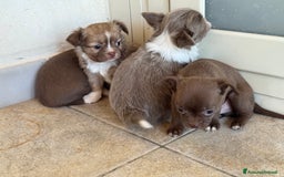Chihuahua cani in vendita: Cuccioli di chihuahua  a Città metropolitana di Milano - Immagine 14