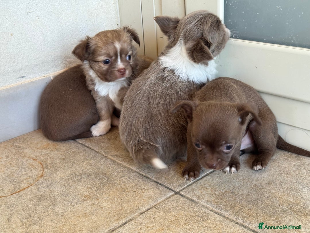 Chihuahua cani in vendita: Cuccioli di chihuahua  a Città metropolitana di Milano - Immagine 14