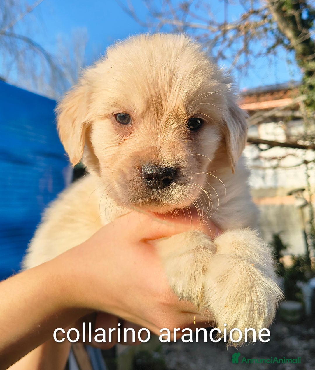 Golden Retriever cani in vendita: Golden angloamericana  - Annuncio 2