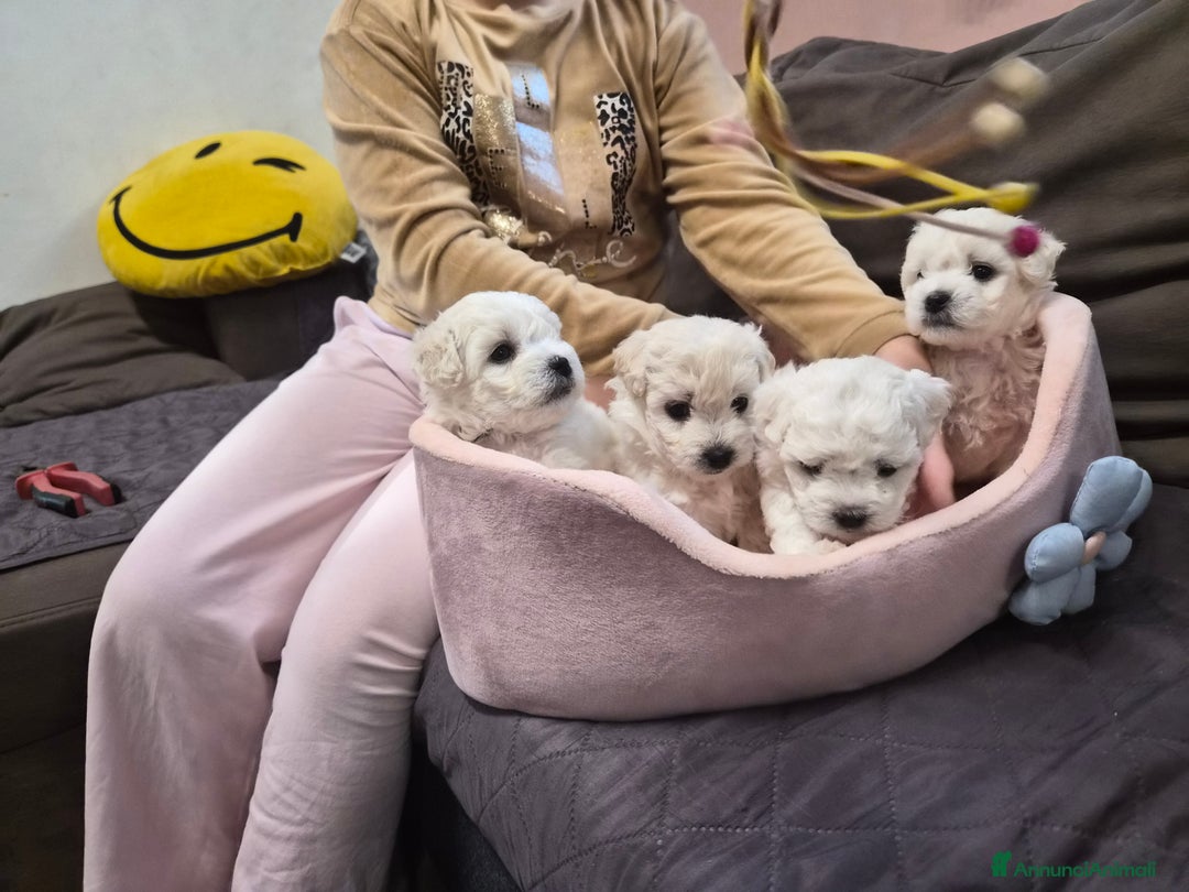 Maltese cani in vendita: Cuccioli maltesi taglia piccola pelo riccio  - Annuncio 4