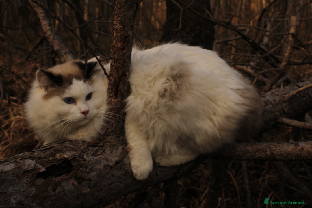 Ragdoll gatti in vendita: Ragdoll maschio  a Provincia di Pavia - Immagine 4