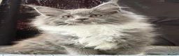 Maine Coon gatti in vendita: Cucciola Maine Coon - Annuncio 5