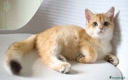 British gatti in vendita: BRITISH GOLDEN SHORTHAIR  - Immagine 1