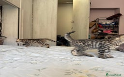 Bengala gatti in vendita: Cuccioli di bengala  a Città Metropolitana di Torino - Immagine 2
