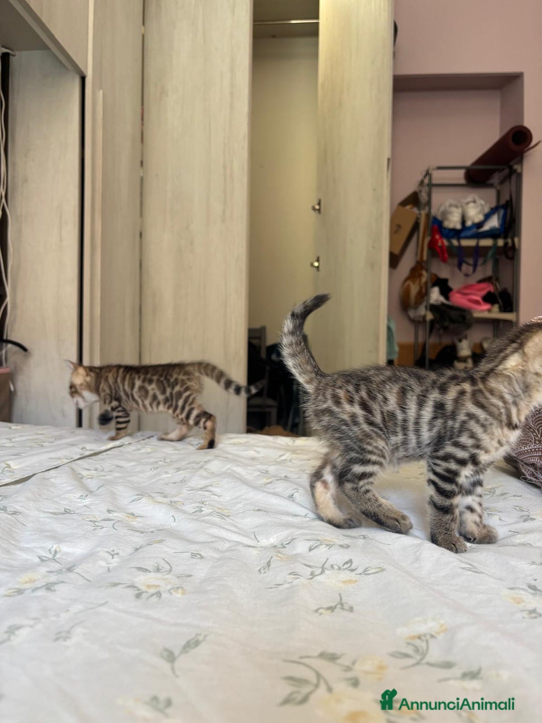Bengala gatti in vendita: Cuccioli di bengala  a Città Metropolitana di Torino - Immagine 2
