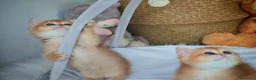Scottish gatti in vendita: Straordinari Cuccioli Scottish - Annuncio 9