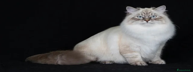 Vivien Zhemchug Nevy