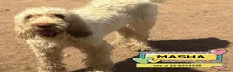 Spinone cani in regalo: MASHA spinone italiano cerca casa in adozione - Annuncio 1
