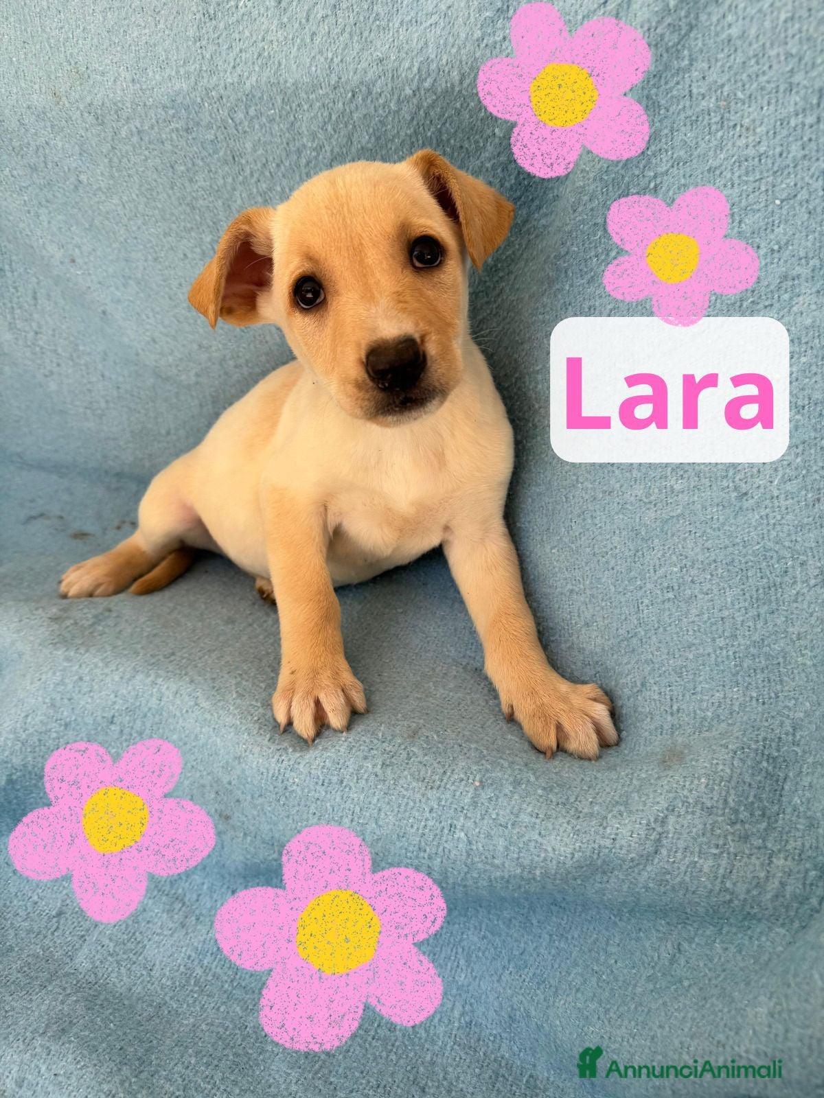 Meticcio cani Lara  - Annuncio 6