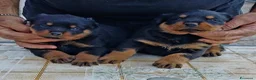 Rottweiler cani in vendita: Disponibili cuccioli Rottweiler  - Annuncio 6