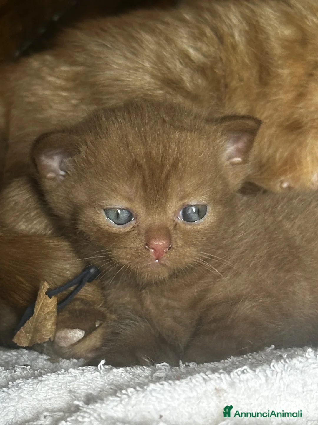 British gatti in vendita: British short hair cinnemon  a Città metropolitana di Roma Capitale - Annuncio 3