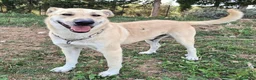 Meticcio cani in regalo: Eddy 3 anni Taglia grande  a Città metropolitana di Palermo - Annuncio 4