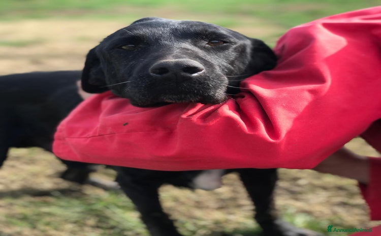 Meticcio cani SANTO il nome giusto per lui a Provincia di Latina - Annuncio 3