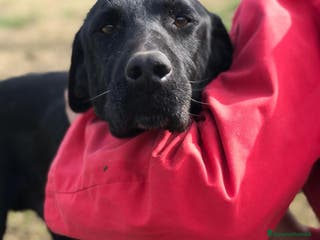 Meticcio cani SANTO il nome giusto per lui a Provincia di Latina - Annuncio 38