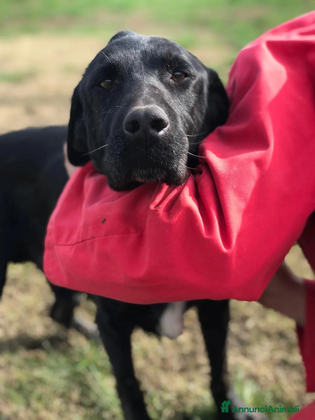 Meticcio cani in regalo: SANTO il nome giusto per lui a Provincia di Latina - Annuncio 1