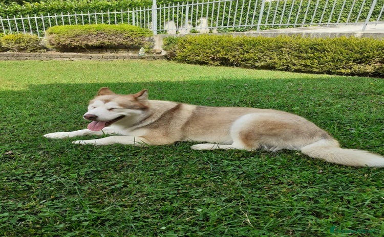Alaskan Malamute cani a Provincia di Vicenza - Annuncio 3