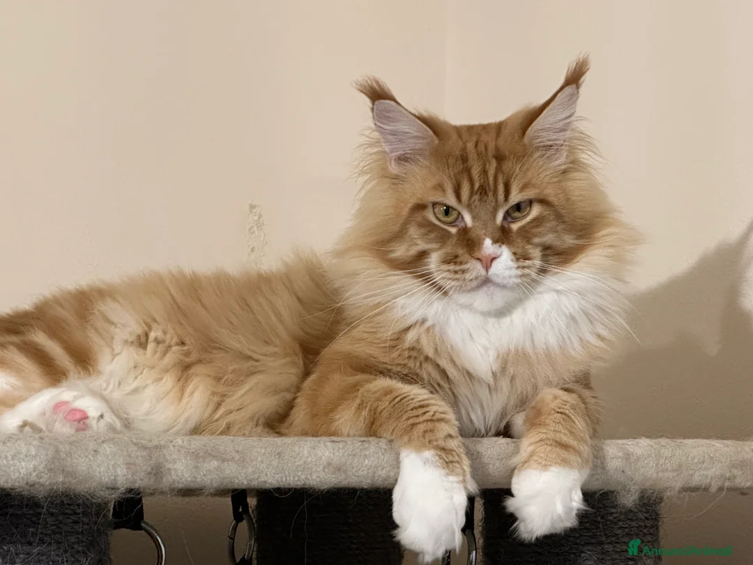 Maine Coon gatti in vendita: Cuccioli di Maine Coon - Annuncio 1