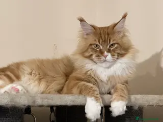 Maine Coon gatti Cuccioli di Maine Coon - Annuncio 15