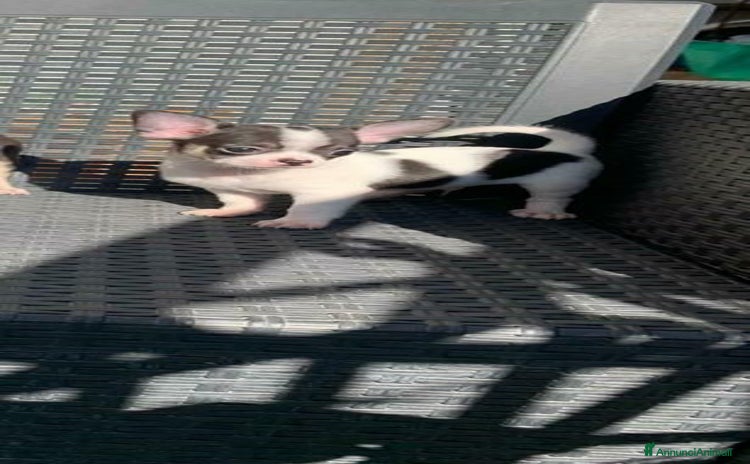 Chihuahua cani - Annuncio 19