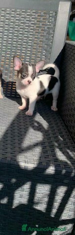 Chihuahua cani - Annuncio 19