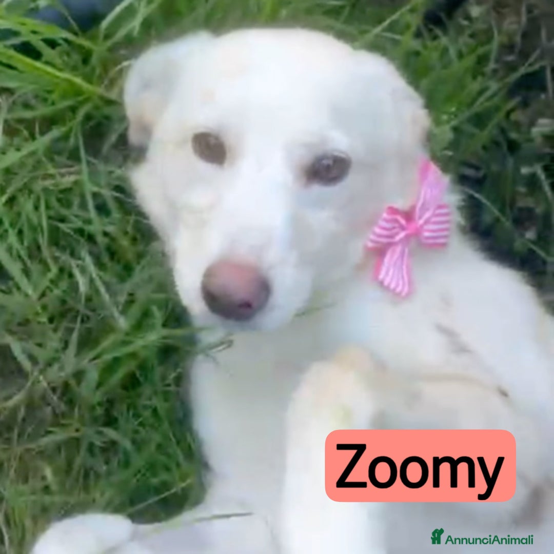 Meticcio cani in regalo: Zoomy cucciola di 8 mesi tg medio piccola  - Annuncio 5