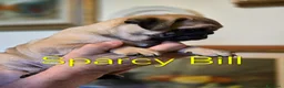 Carlino cani in vendita: Cuccioli di carlino con pedigree (1800€ - 2500€) - Annuncio 7