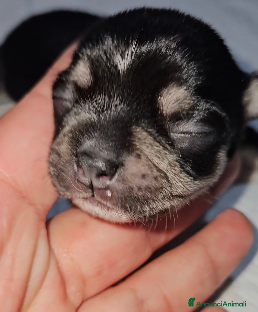 Chihuahua cani in vendita: Chihuahua pedigree Enci  - Annuncio 5