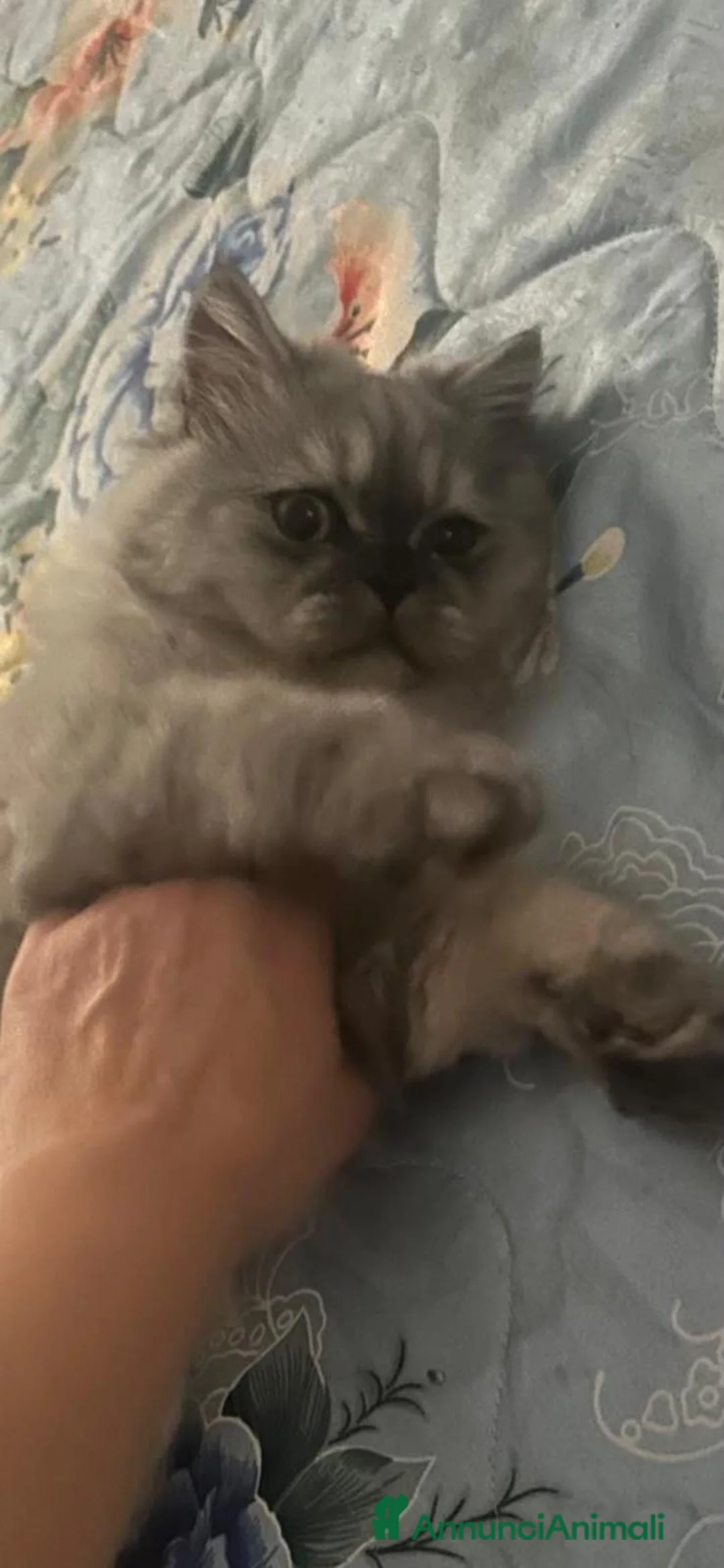 Persiano gatti in vendita: Animali  - Annuncio 3