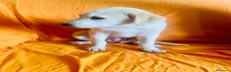 Meticcio cani in regalo: Cucciola 3 mesi femmina taglia media - Annuncio 4