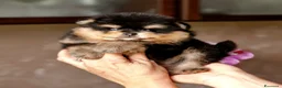 Spitz cani in vendita: Spitz di Pomerania NANO  - Annuncio 3