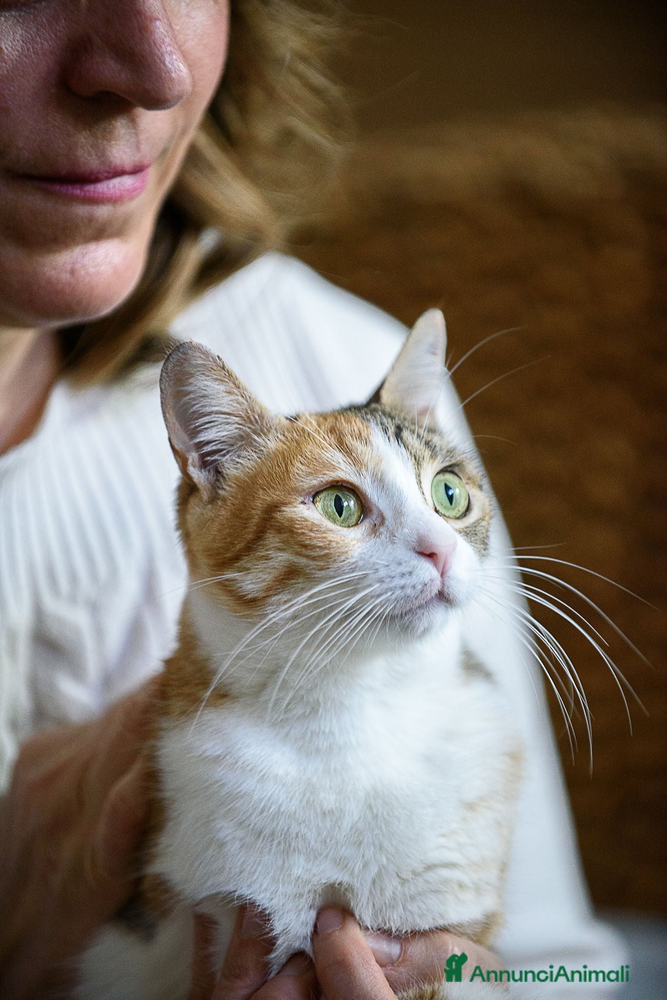 Europeo gatti Maggie, abbandonata è pronta ad amare di nuovo  - Annuncio 30