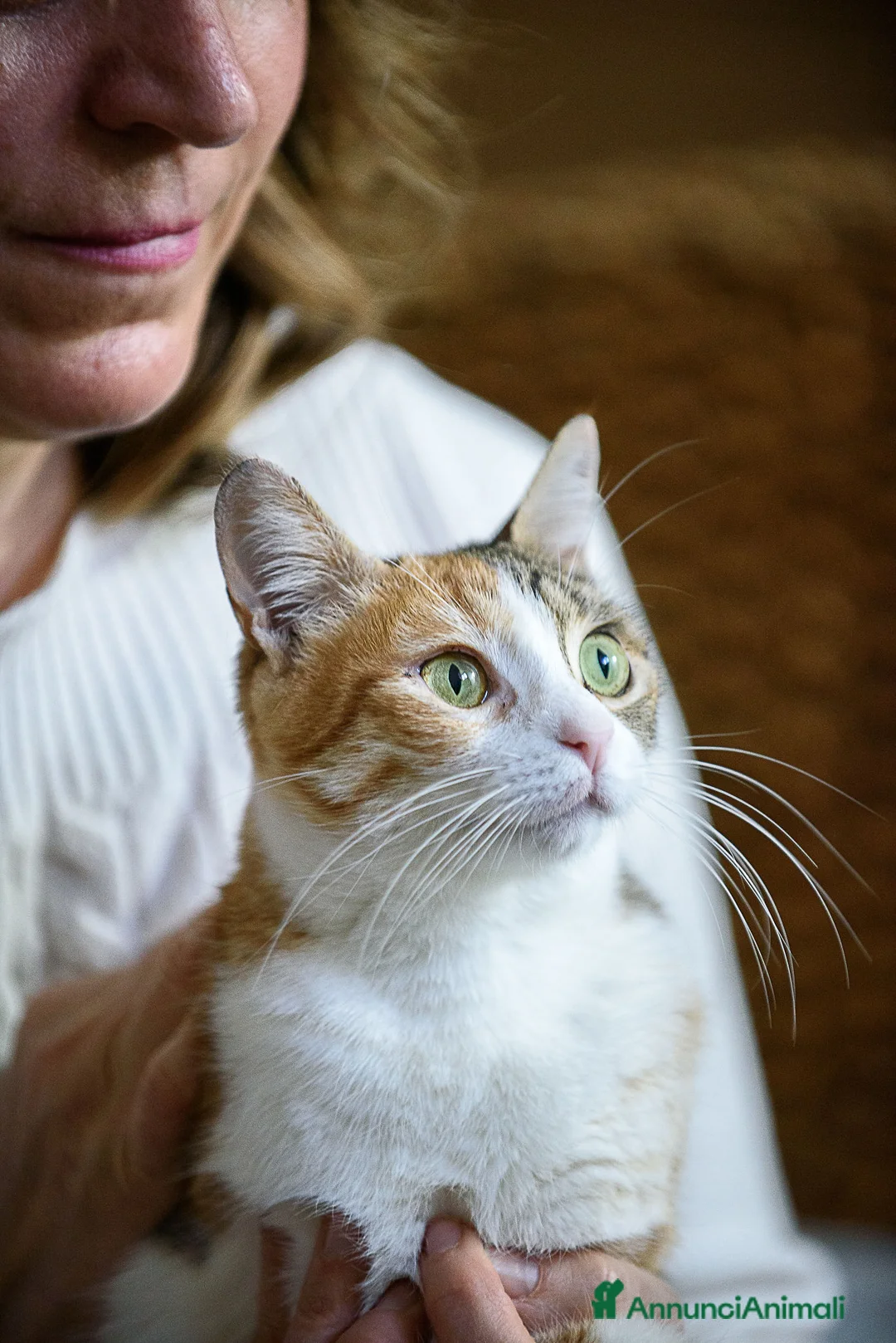 Europeo gatti in regalo: Maggie, abbandonata è pronta ad amare di nuovo  - Annuncio 1
