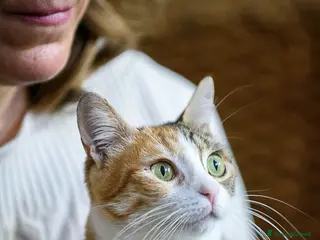 Europeo gatti Maggie, abbandonata è pronta ad amare di nuovo - Annuncio 30