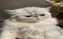 Persiano gatti in vendita: gatta persiana golden shaded di alta genealogia a Città Metropolitana di Bologna - Immagine 12