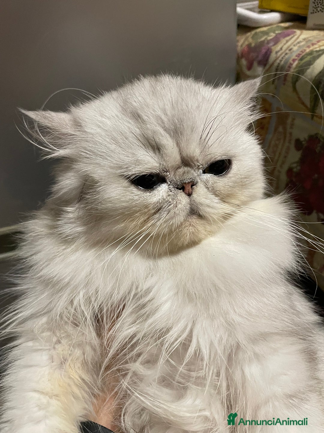 Persiano gatti in vendita: gatta persiana golden shaded di alta genealogia a Città Metropolitana di Bologna - Immagine 12