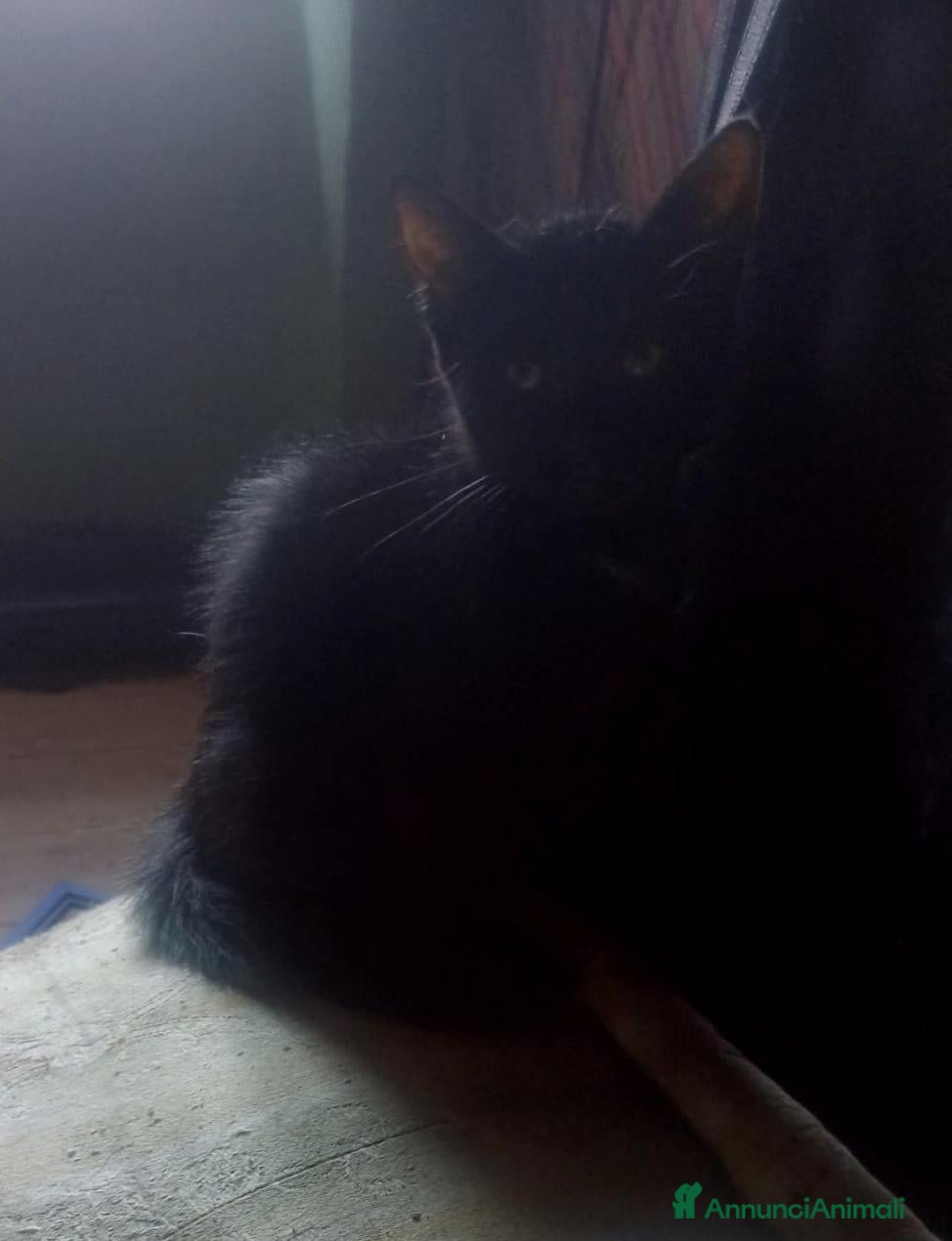 Meticcio gatti Regalo gattini  - Annuncio 4