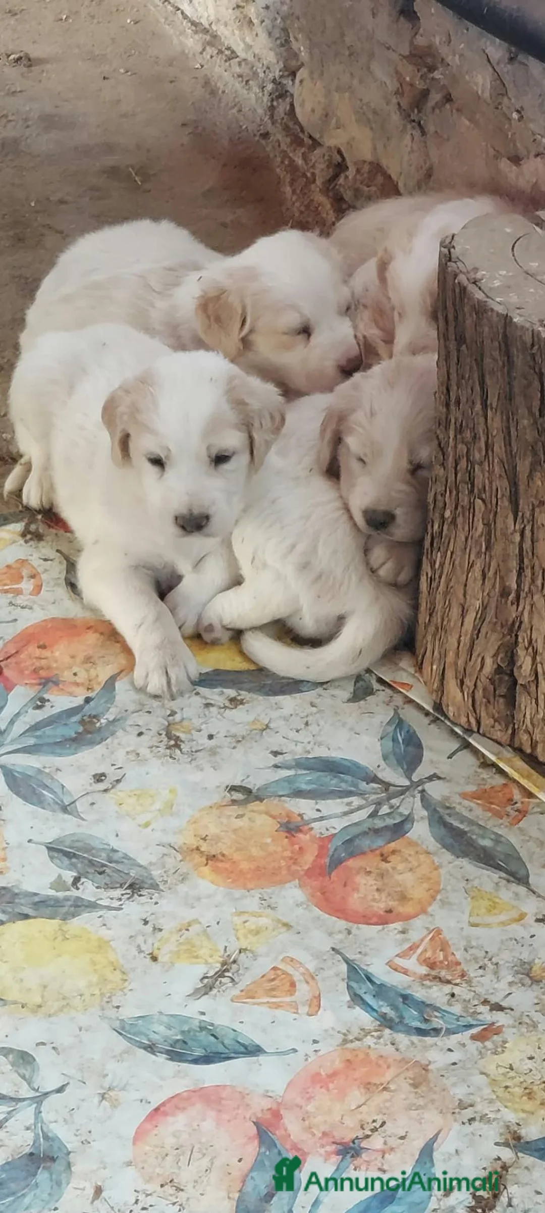 Meticcio cani in regalo: Deliziosi cuccioli cercano casa a Città metropolitana di Palermo - Annuncio 1