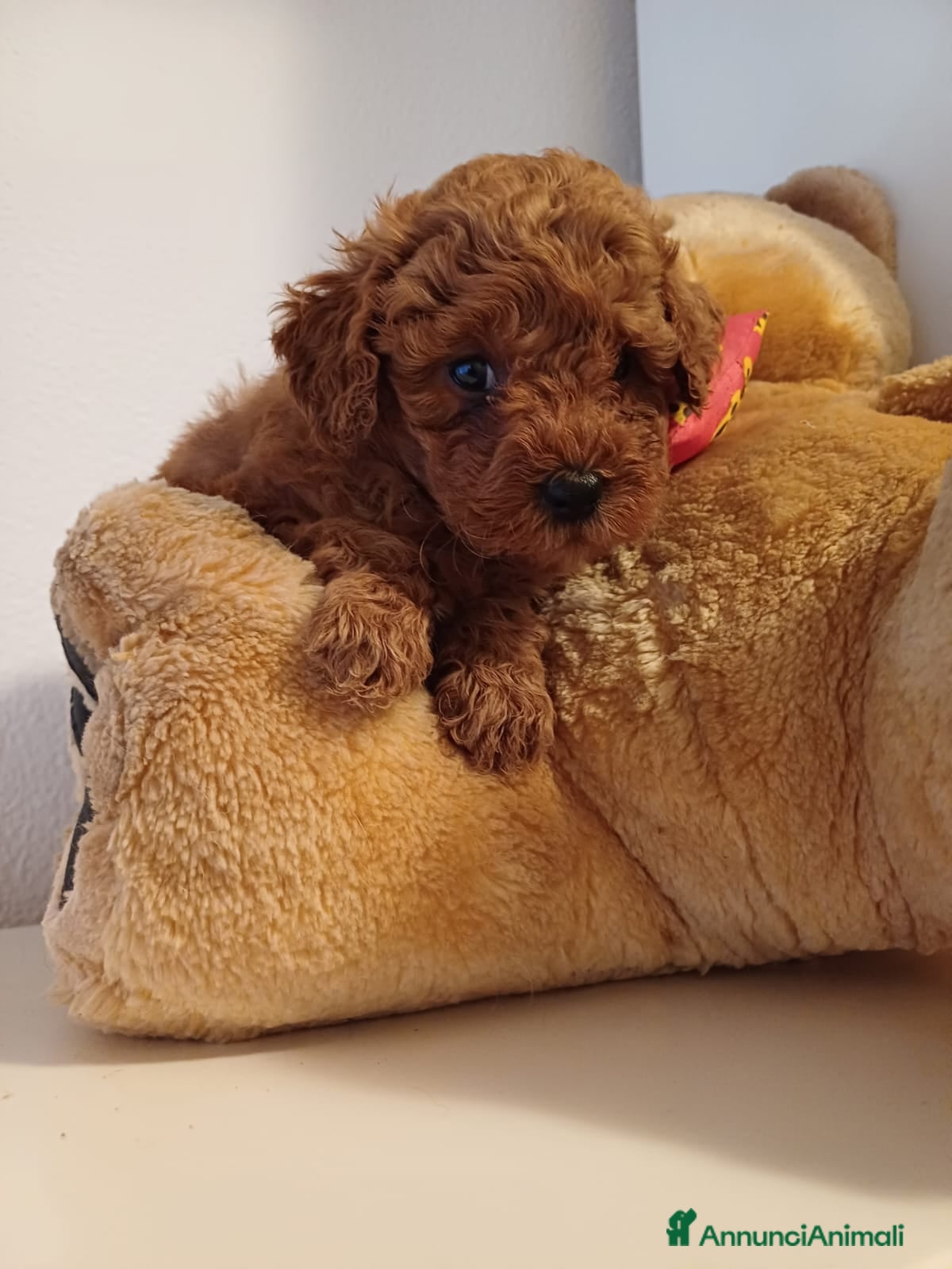 Barboncino Toy cani Barboncini Toy con Pedigree Maschio e Femmina  - Annuncio 15