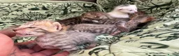 Meticcio gatti in vendita: Gattini Millefiori mix Bengal  - Annuncio 6