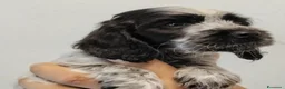 Cocker cani in vendita: Cuccioli Cocker spaniel inglese Blu roano  - Annuncio 3